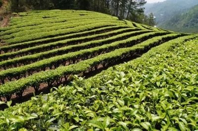 那么美的普洱茶山，千萬別讓開發熱潮給毀了